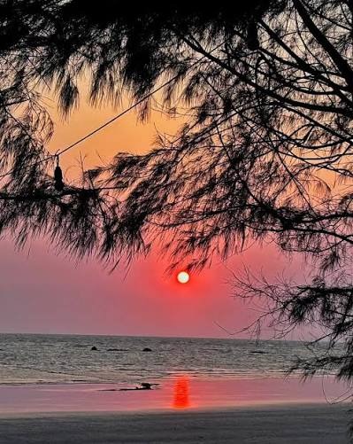 Sunset over the sea framed by casuarina trees at Saphale beach